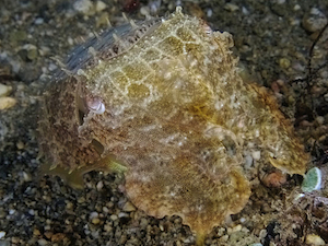 Sepia brown latimanus