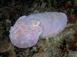 Sepia light latimanus