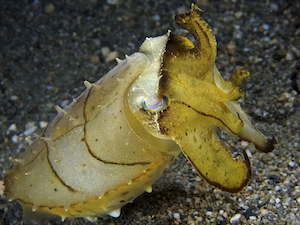 Sepia yellow latimanus