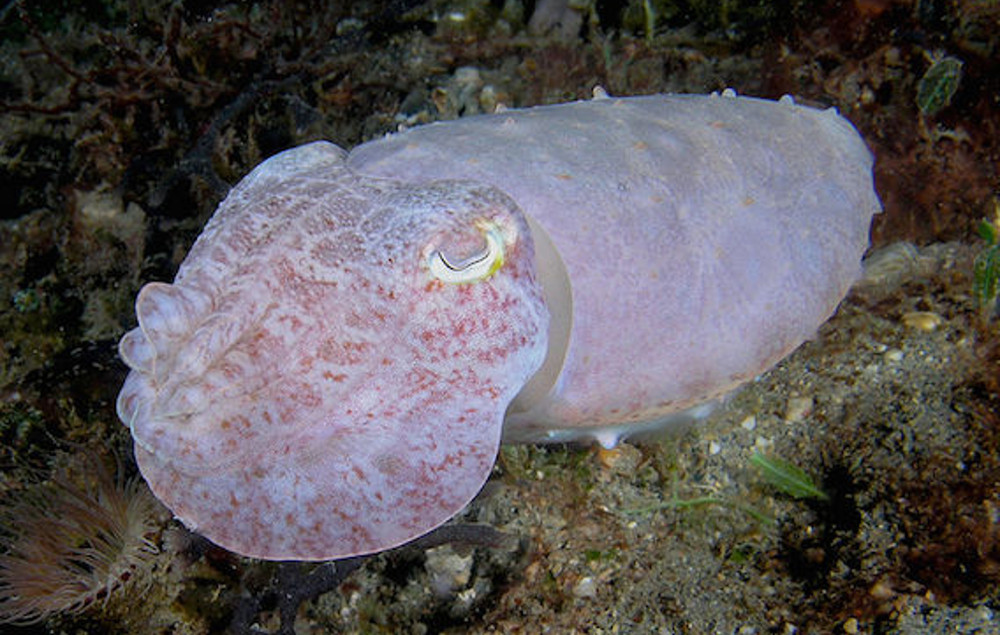 Cuttlefish