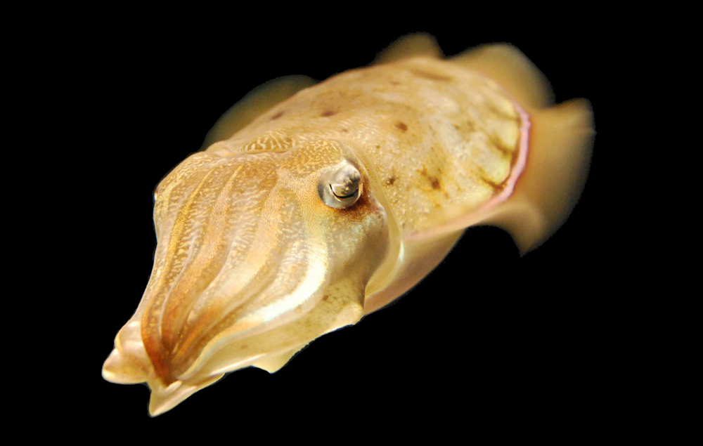 Cuttlefish